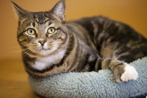 Cherokee Cat Clinic Picture 8