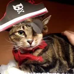 Cherokee Cat Clinic Picture 9