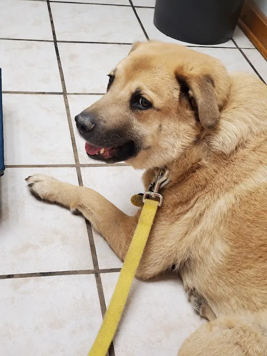 VCA Cherokee Animal Hospital Picture 1