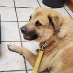 VCA Cherokee Animal Hospital