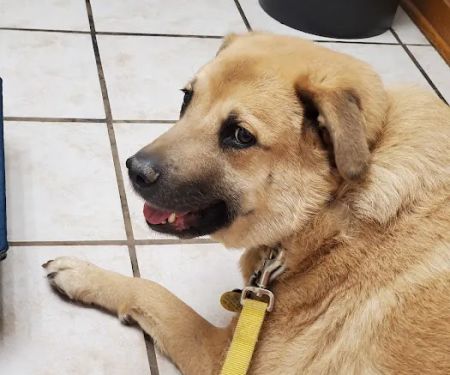 VCA Cherokee Animal Hospital