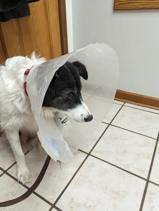 VCA Cherokee Animal Hospital Picture 3