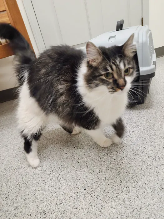 VCA Cherokee Animal Hospital Picture 5