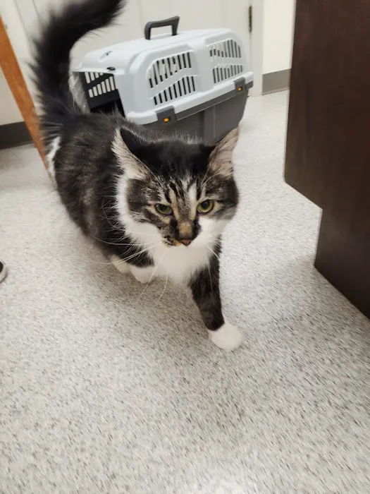 VCA Cherokee Animal Hospital Picture 2