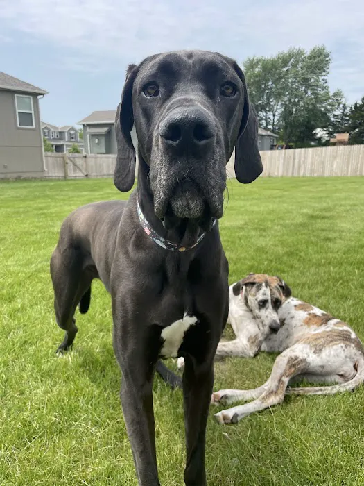 VCA Cherokee Animal Hospital Picture 6