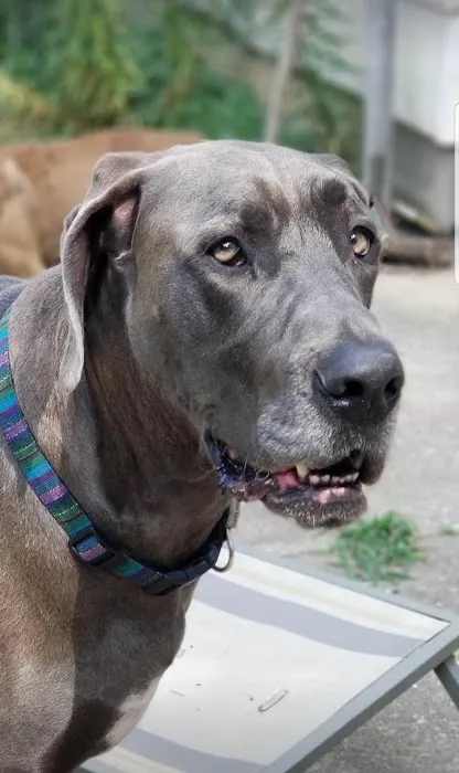 VCA Cherokee Animal Hospital Picture 7