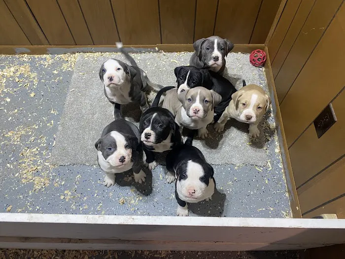 Wycliff Animal Clinic Picture 1