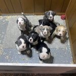 Wycliff Animal Clinic