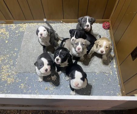 Wycliff Animal Clinic