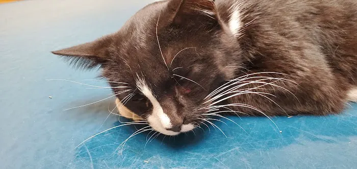 Wycliff Animal Clinic Picture 4