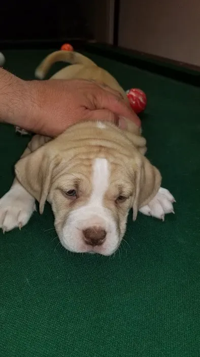 Wycliff Animal Clinic Picture 5