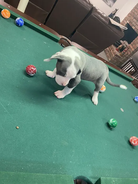 Wycliff Animal Clinic Picture 2