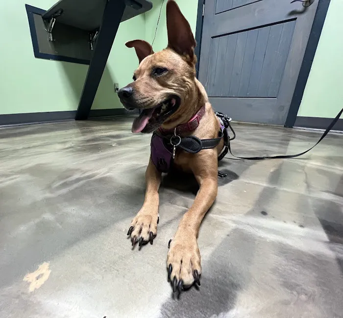 Wycliff Animal Clinic Picture 10