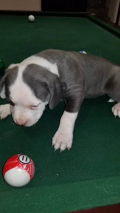 Wycliff Animal Clinic Picture 6