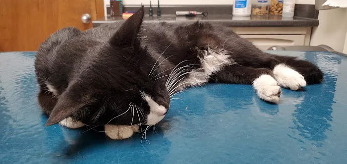 Wycliff Animal Clinic Picture 9