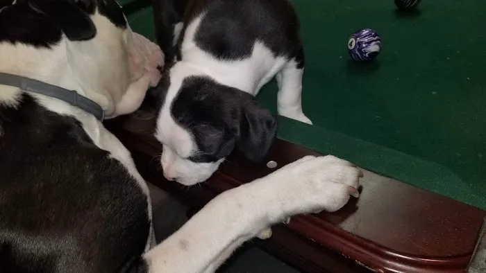 Wycliff Animal Clinic Picture 7