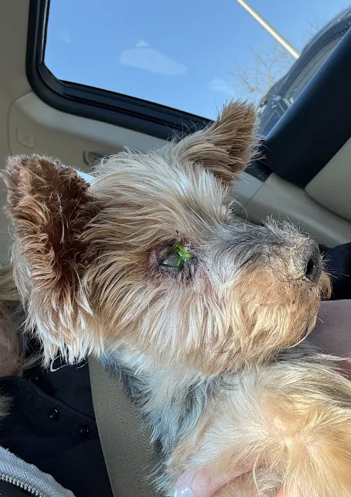 Eye Care for Animals - Overland Park Picture 2