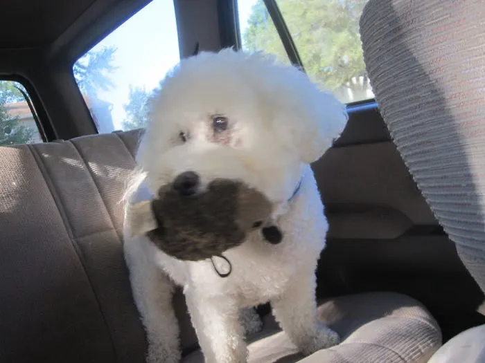 Eye Care for Animals - Overland Park Picture 1