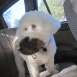 Eye Care for Animals - Overland Park