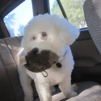 Eye Care for Animals - Overland Park ico