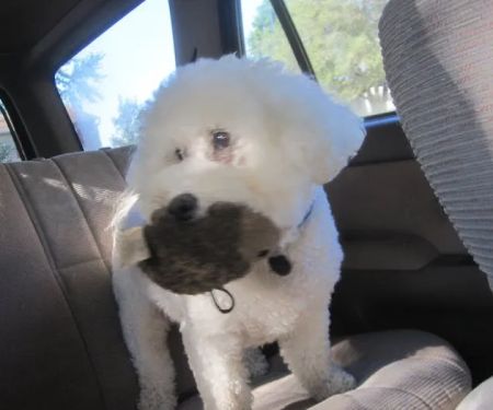 Eye Care for Animals - Overland Park