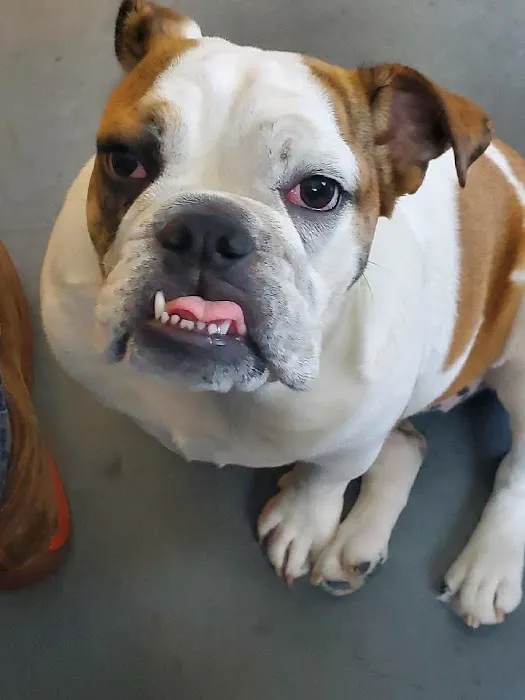 Eye Care for Animals - Overland Park Picture 4