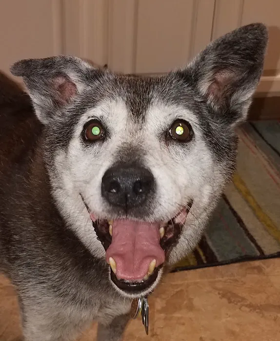 College Boulevard Animal Hospital Picture 1