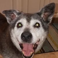 College Boulevard Animal Hospital ico