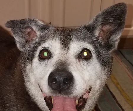 College Boulevard Animal Hospital