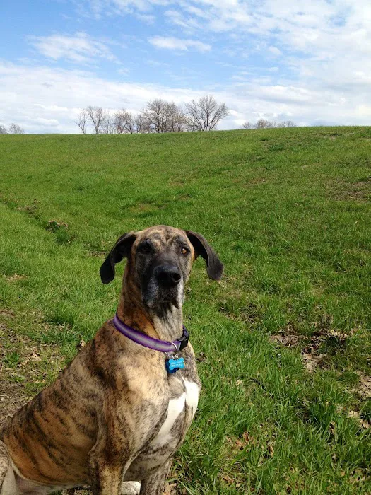 College Boulevard Animal Hospital Picture 3