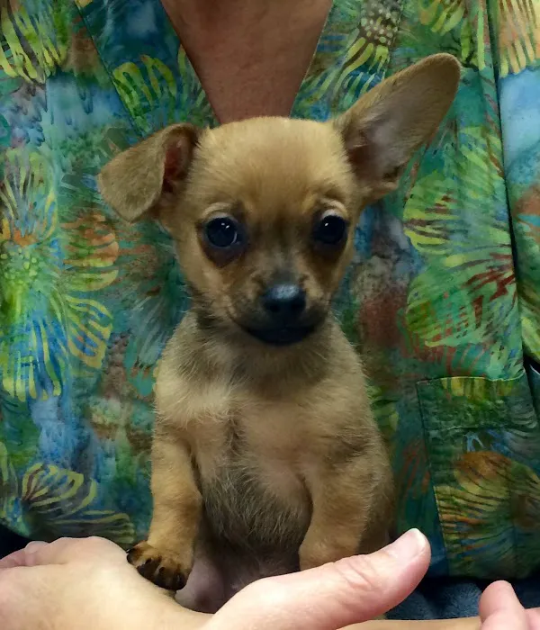 College Boulevard Animal Hospital Picture 8