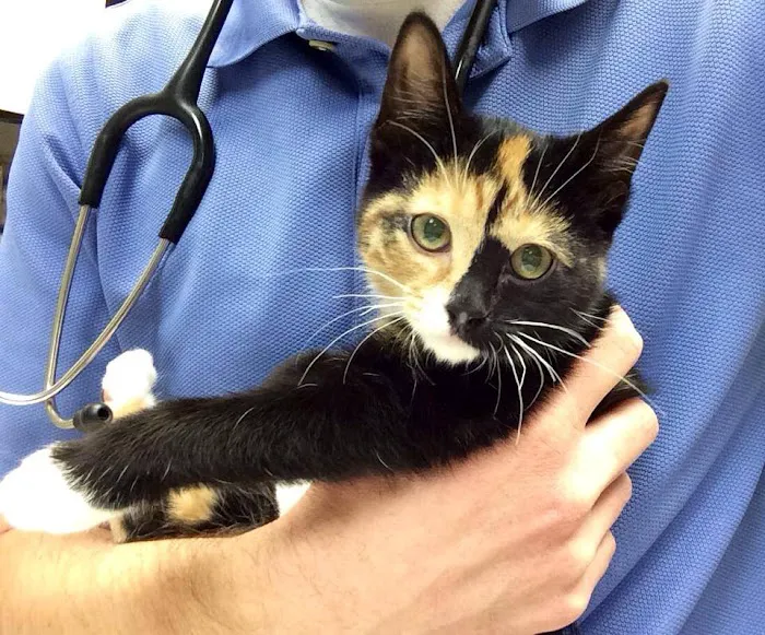 College Boulevard Animal Hospital Picture 6