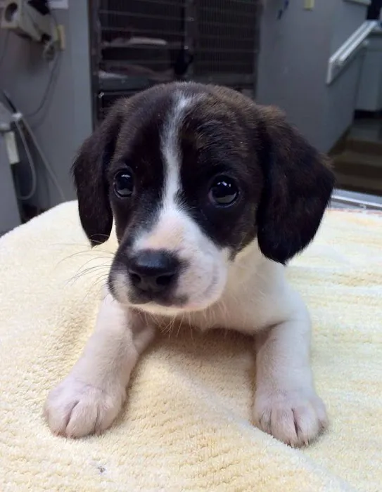 College Boulevard Animal Hospital Picture 5