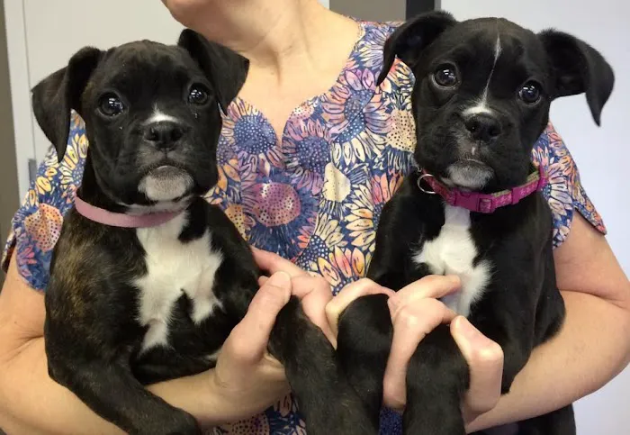 College Boulevard Animal Hospital Picture 10