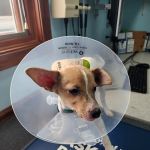 Silver Lake Animal Health Center