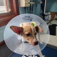 Silver Lake Animal Health Center ico