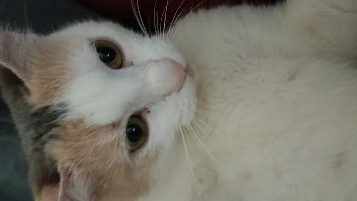 Petco Vaccination Clinic Picture 1