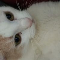 Petco Vaccination Clinic ico