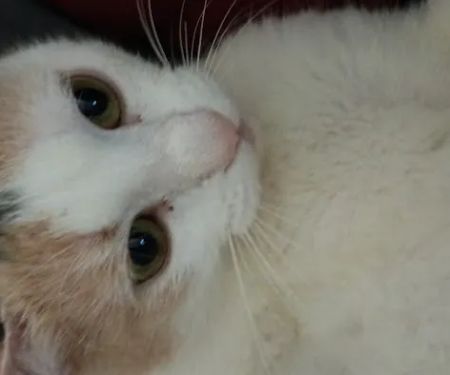 Petco Vaccination Clinic