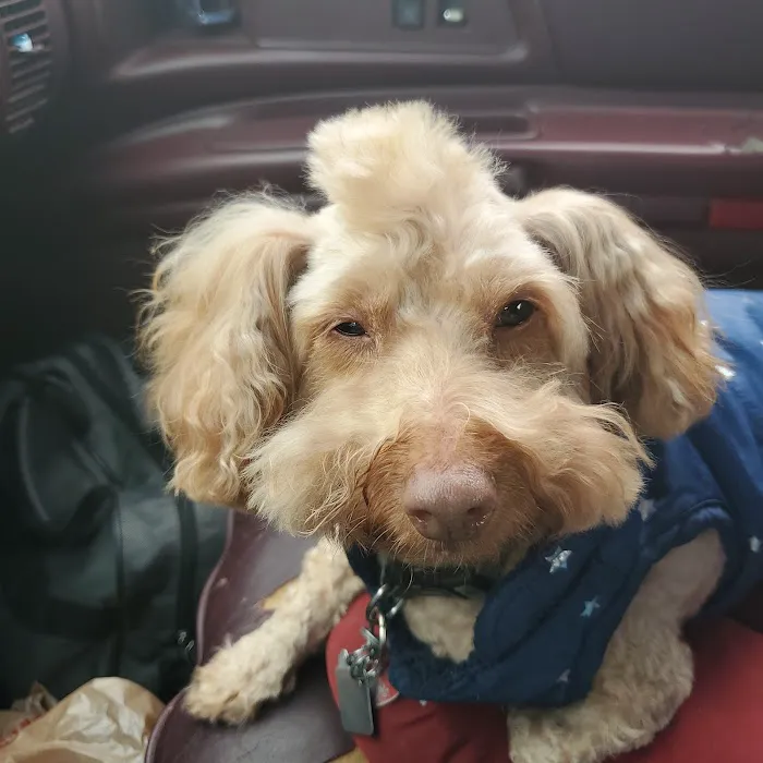 Petco Vaccination Clinic Picture 2