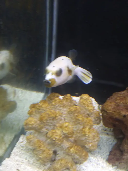 Petco Vaccination Clinic Picture 4