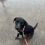 Vetco Total Care Animal Hospital