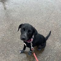 Vetco Total Care Animal Hospital ico