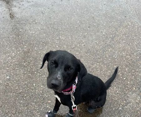 Vetco Total Care Animal Hospital