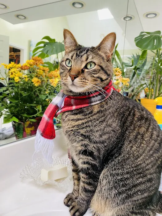 Vetco Total Care Animal Hospital Picture 4