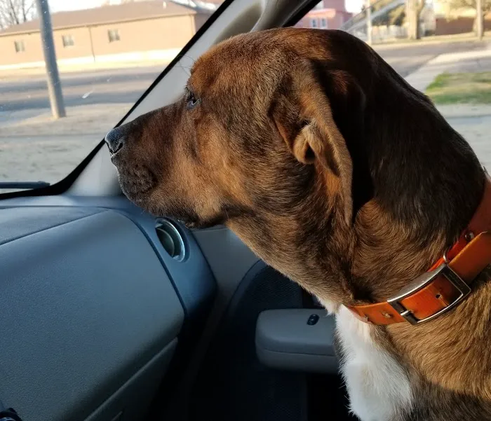 Banner Creek Animal Hospital Picture 1