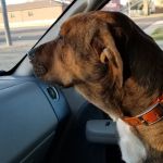 Banner Creek Animal Hospital