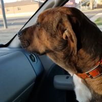 Banner Creek Animal Hospital ico