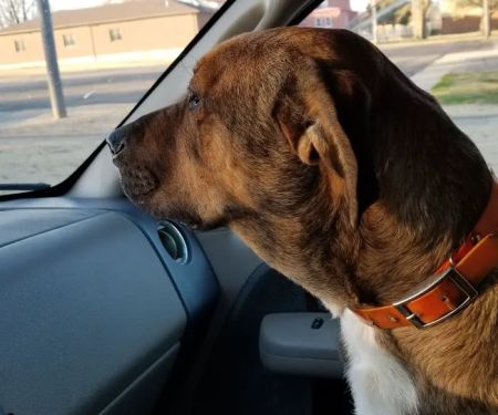 Banner Creek Animal Hospital