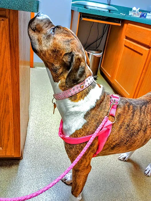 Banner Creek Animal Hospital Picture 4